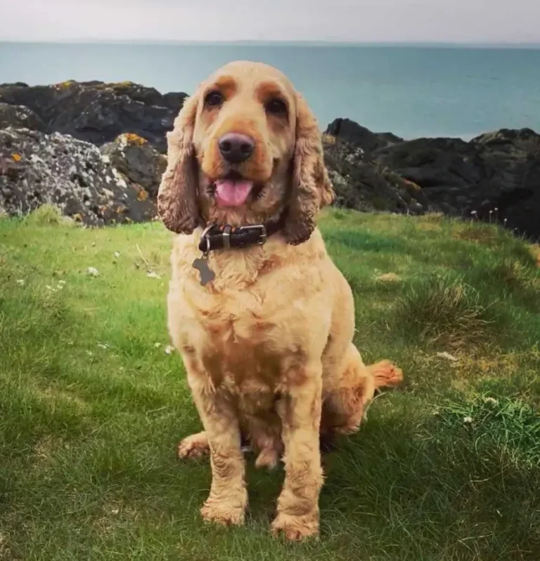 Jeff | Chief Happiness Officer